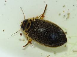 Attēlu rezultāti vaicājumam “Rhantus frontalis”