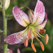 Image result for Lilium martagon `Chameleon`