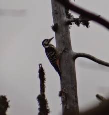 Attēlu rezultāti vaicājumam “Dendrocopos leucotos female”