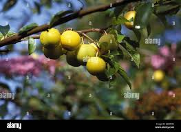 Attēlu rezultāti vaicājumam “Prunus domestica subsp. insitita fruit”