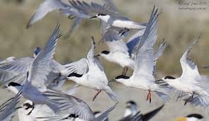 Image result for Sterna dougallii