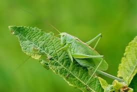 Attēlu rezultāti vaicājumam “Tettigonia cantans”