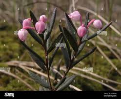 Attēlu rezultāti vaicājumam “Andromeda polifolia bud”