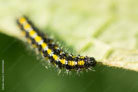 Attēlu rezultāti vaicājumam “Callimorpha dominula larva”