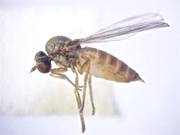 Attēlu rezultāti vaicājumam “Agathomyia wankowiczii”