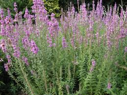 Attēlu rezultāti vaicājumam “Lythrum salicaria flower”