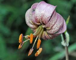 Attēlu rezultāti vaicājumam “Lilium martagon bud”