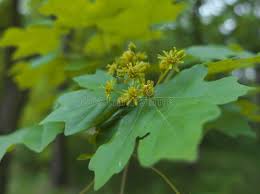 Attēlu rezultāti vaicājumam “Acer campestre flower”