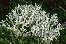 Attēlu rezultāti vaicājumam “Cladonia parasitica”