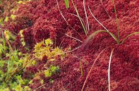 Attēlu rezultāti vaicājumam “Sphagnum”