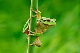 Attēlu rezultāti vaicājumam “Hyla arborea adult”