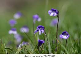 Attēlu rezultāti vaicājumam “Pinguicula vulgaris flower”