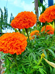 Attēlu rezultāti vaicājumam “Tagetes flower”