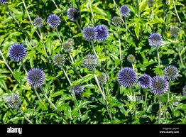 Attēlu rezultāti vaicājumam “Echinops sphaerocephalus”