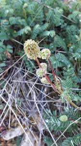 Image result for Sanguisorba minor