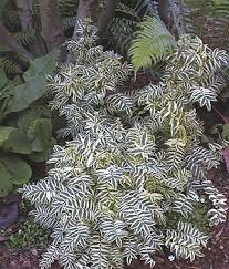 Attēlu rezultāti vaicājumam “Polemonium caeruleum leaf”