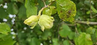 Attēlu rezultāti vaicājumam “Corylus avellana fruit”