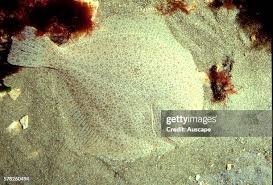 Image result for Scophthalmus maximus