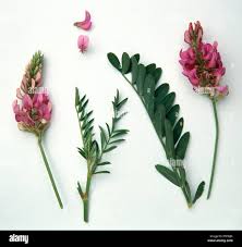 Image result for Onobrychis viciifolia