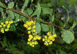 Attēlu rezultāti vaicājumam “Berberis vulgaris”