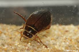 Attēlu rezultāti vaicājumam “Dytiscus marginalis”