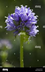 Attēlu rezultāti vaicājumam “Campanula cervicaria flower”