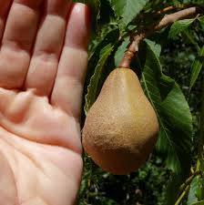 Attēlu rezultāti vaicājumam “Aesculus flava fruit”