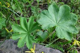 Image result for Alchemilla vulgaris