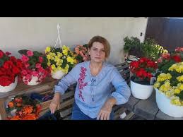 Image result for Бегония Элатиор 12х22 4601887072423