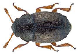 Attēlu rezultāti vaicājumam “Adoxus obscurus”