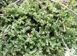 Attēlu rezultāti vaicājumam “Trilophozia quinquedentata”