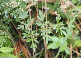 Attēlu rezultāti vaicājumam “Peucedanum palustre leaf”