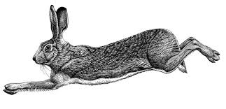 Attēlu rezultāti vaicājumam “Lepus sp.”