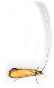 Attēlu rezultāti vaicājumam “Nemophora metallica”