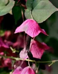 Image result for Rhodochiton atrosanguineum