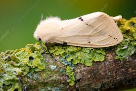 Attēlu rezultāti vaicājumam “Spilosoma lutea imago”