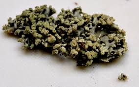 Attēlu rezultāti vaicājumam “Hypogymnia tubulosa”