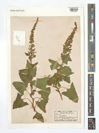 Attēlu rezultāti vaicājumam “Chenopodium bonus-henricus”