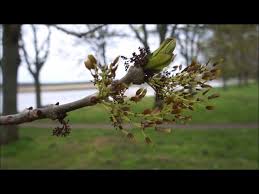 Attēlu rezultāti vaicājumam “Fraxinus excelsior fruit”