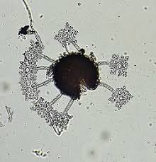 Attēlu rezultāti vaicājumam “Erysiphe galeopsidis”