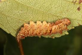 Attēlu rezultāti vaicājumam “Falcaria lacertinaria”