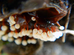 Attēlu rezultāti vaicājumam “Physarum pezizoideum macro”