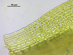 Attēlu rezultāti vaicājumam “Hymenostylium recurvirostrum macro”