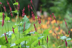 Attēlu rezultāti vaicājumam “Sphacelotheca hydropiperis”