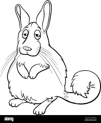 Image result for viscacha