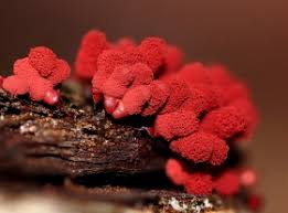 Attēlu rezultāti vaicājumam “Clastoderma debaryanum spores”