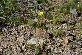 Image result for blazing vantoms