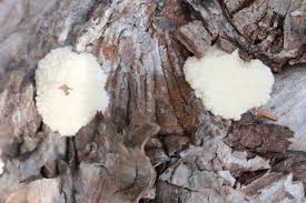 Attēlu rezultāti vaicājumam “Amaurochaete atra”