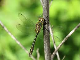 Attēlu rezultāti vaicājumam “Cordulia aenea”