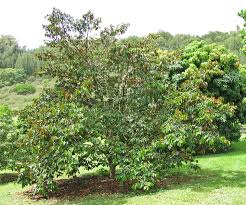 Attēlu rezultāti vaicājumam “Campylium chrysophyllum”